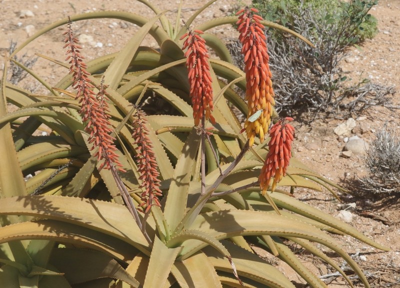 Perry's Aloe photo 2