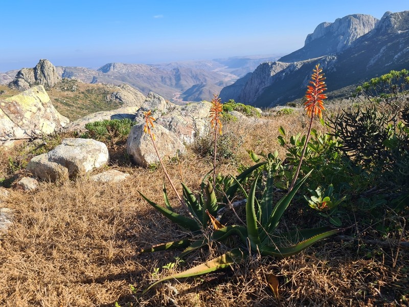 Perry's Aloe photo 3