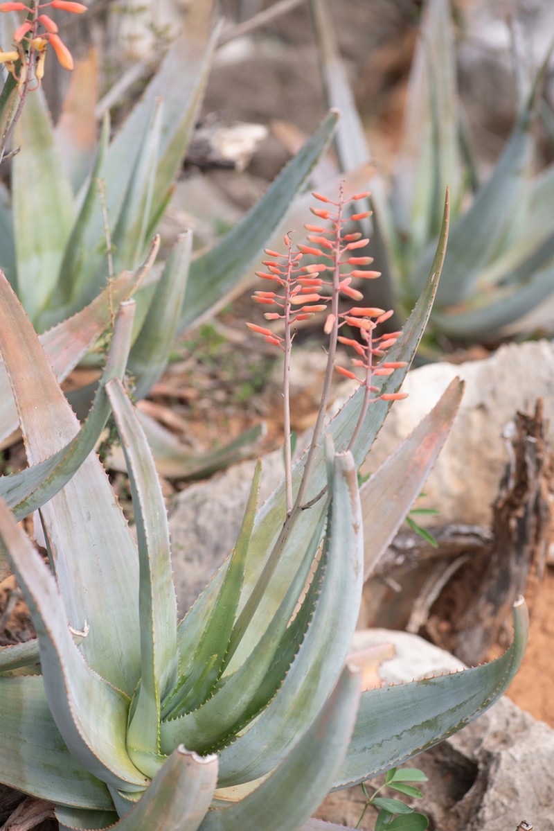 Perry's Aloe photo 4