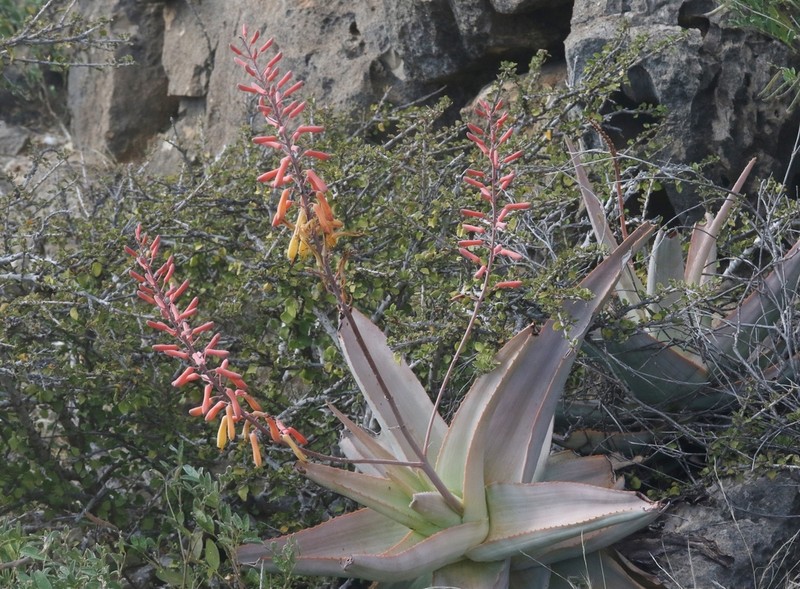 Perry's Aloe photo 5