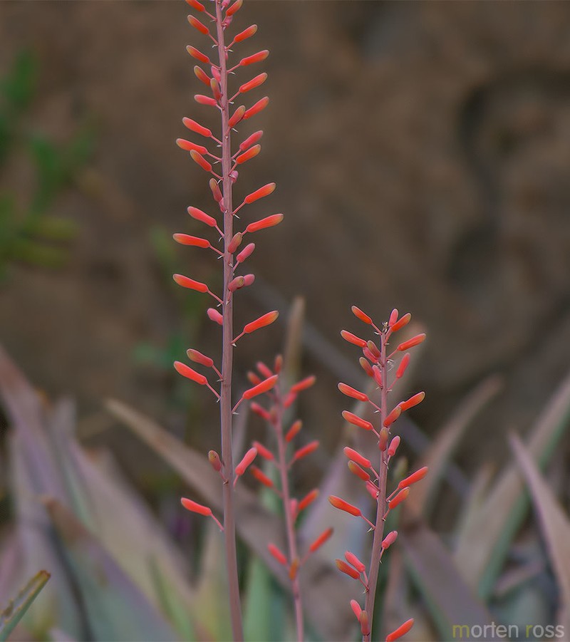 Perry's Aloe photo 6