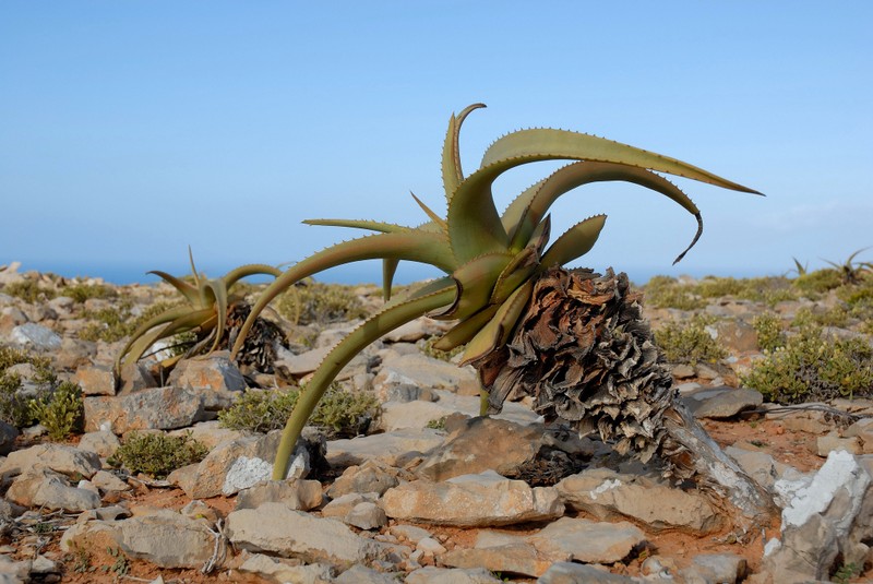 Perry's Aloe photo 7