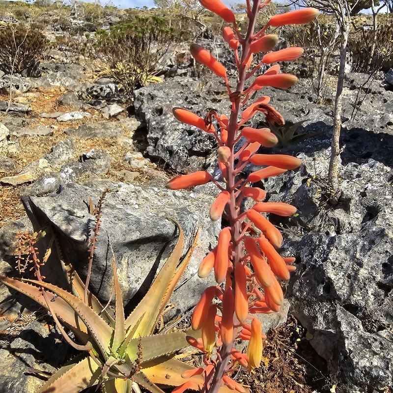 Perry's Aloe photo 8