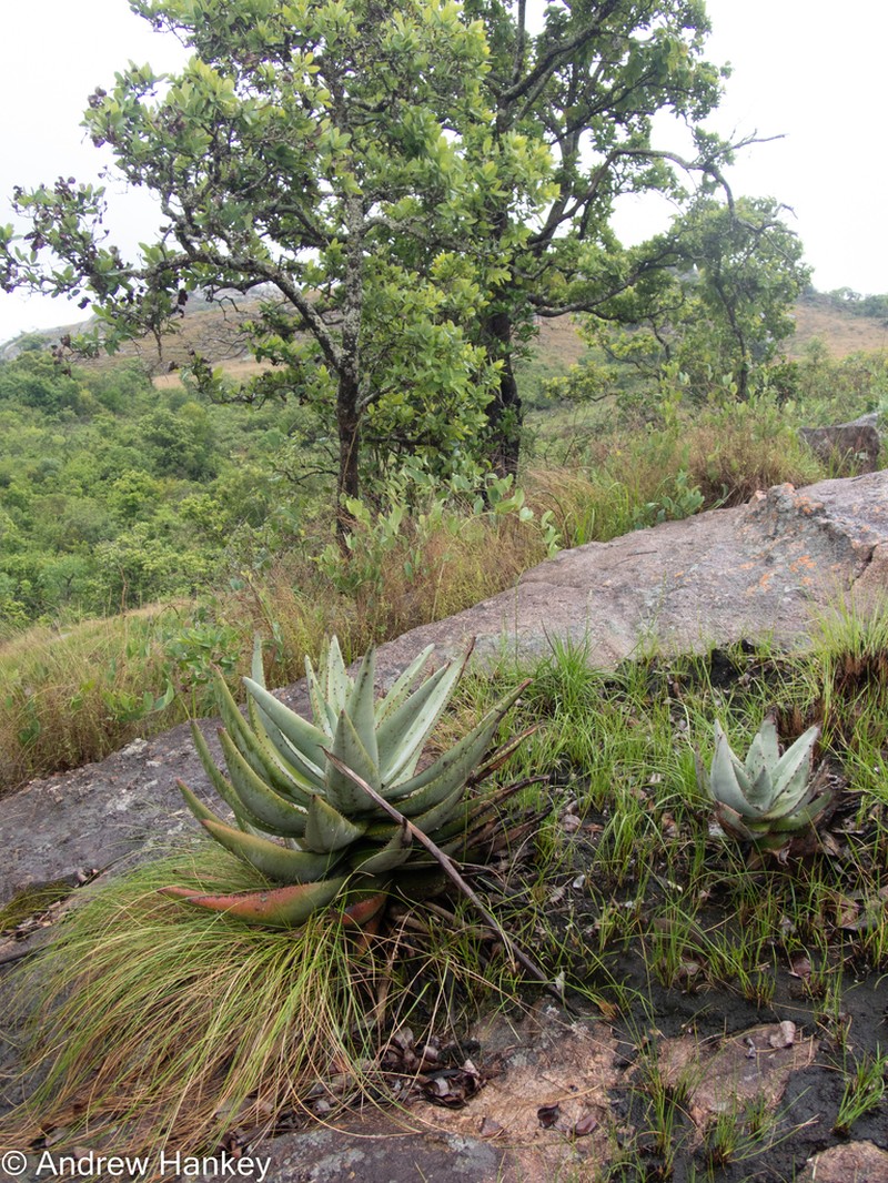 Aloe petricola