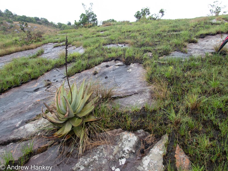 Aloe petricola photo 2