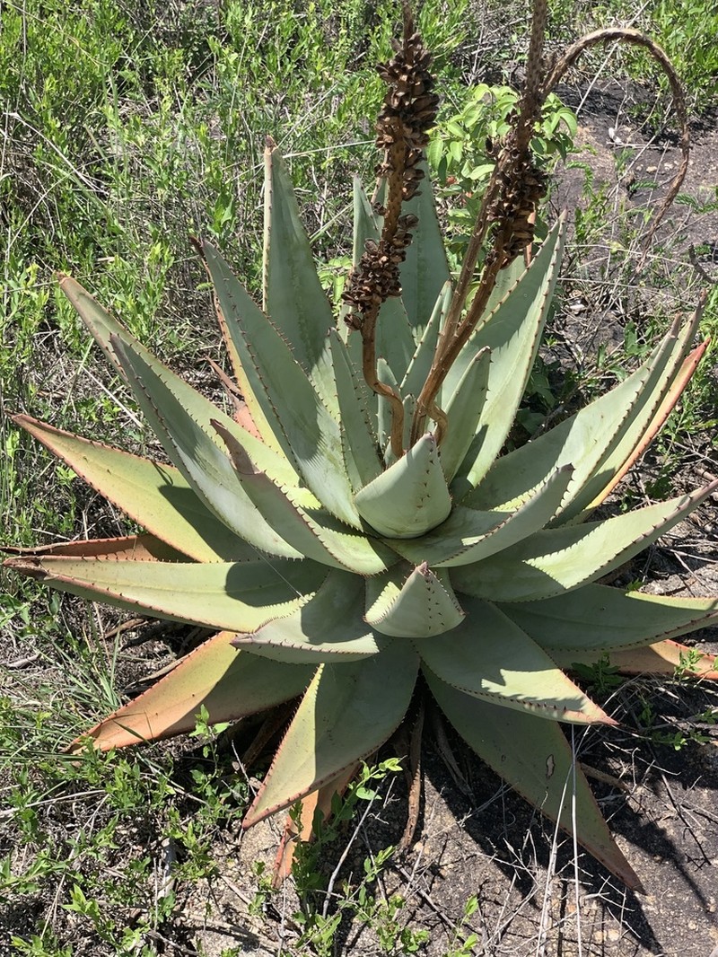 Aloe petricola photo 3