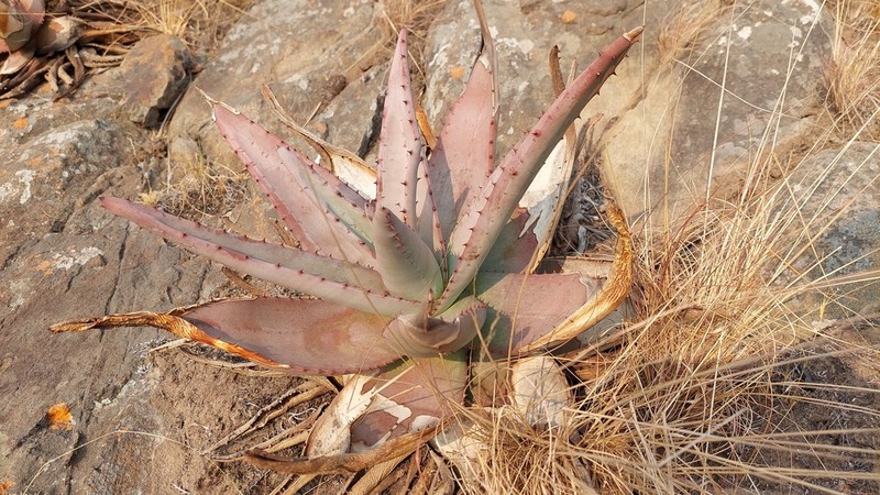Aloe petricola photo 4