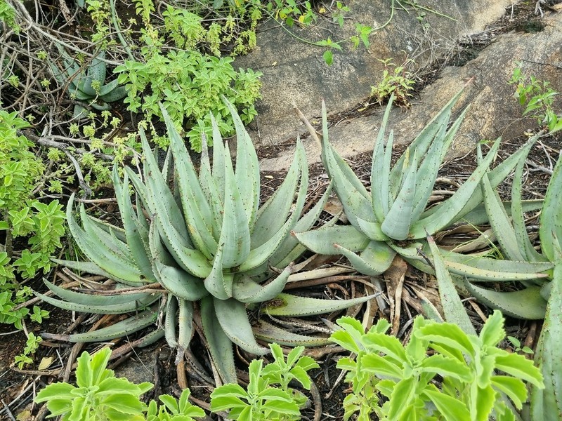 Aloe petricola photo 5