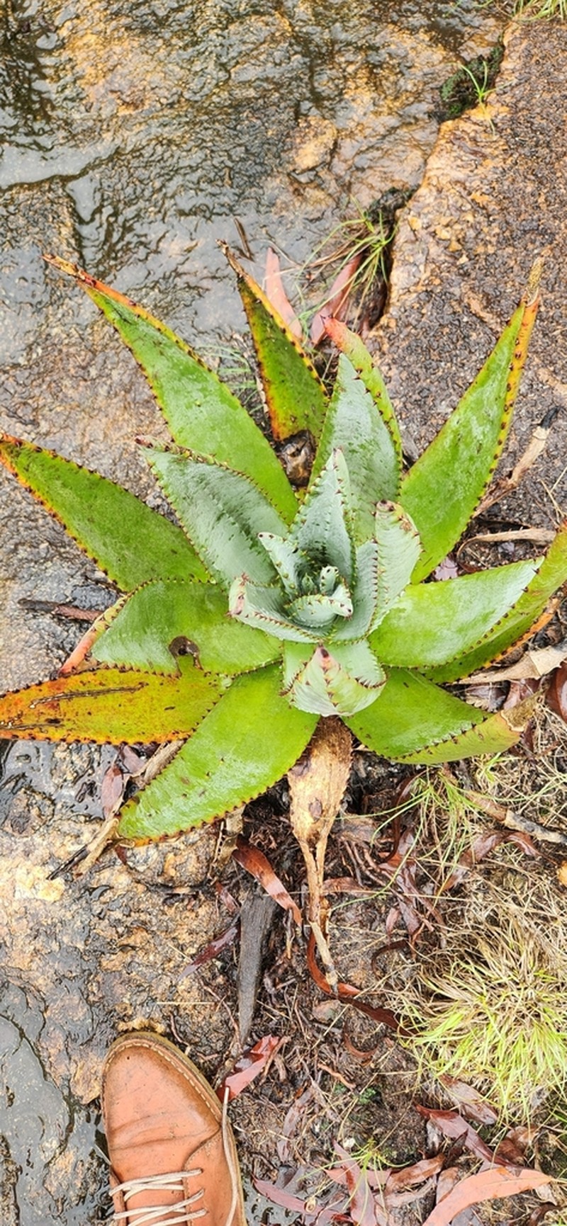 Aloe petricola photo 6
