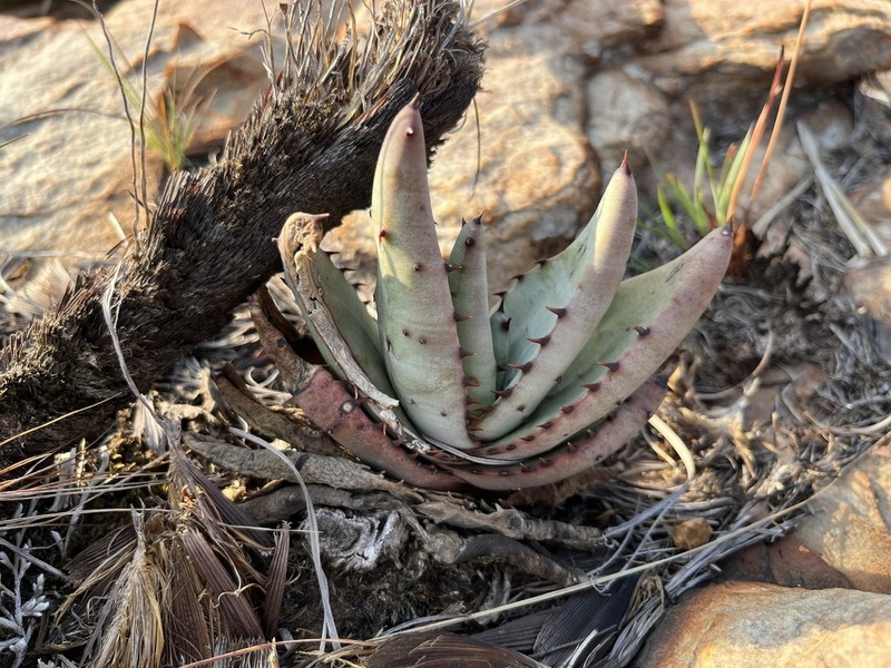 Aloe petricola photo 7