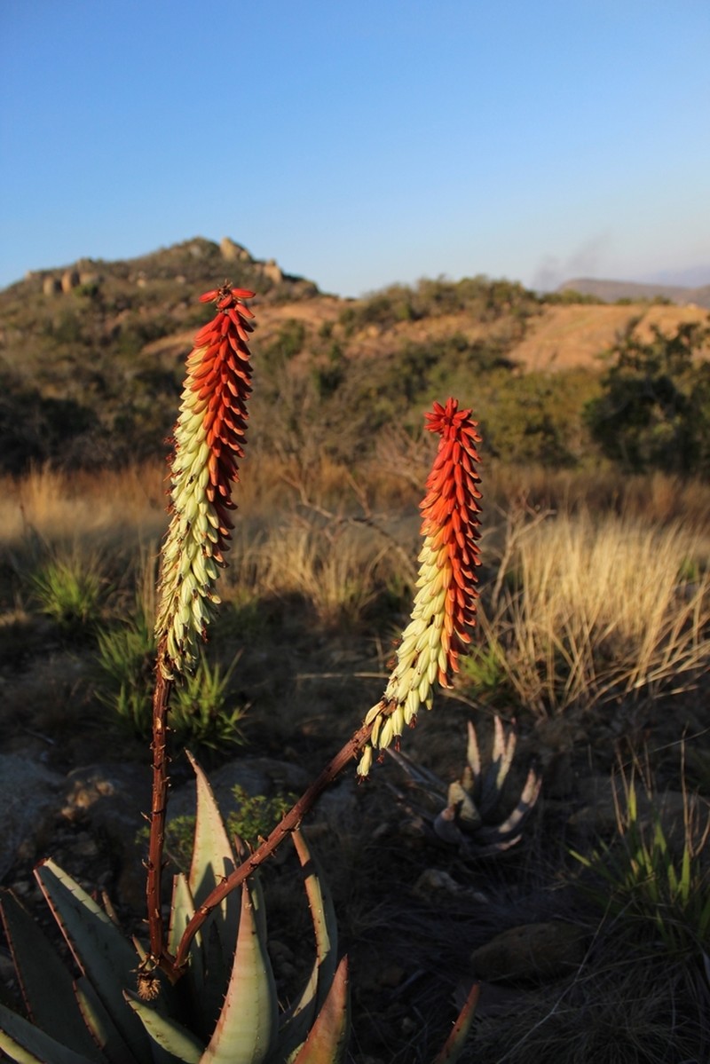 Aloe petricola photo 8