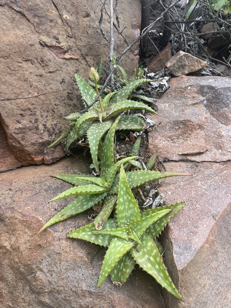 Aloe petrophila photo 2