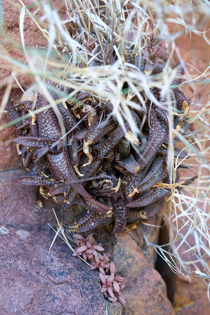 Aloe petrophila photo 3