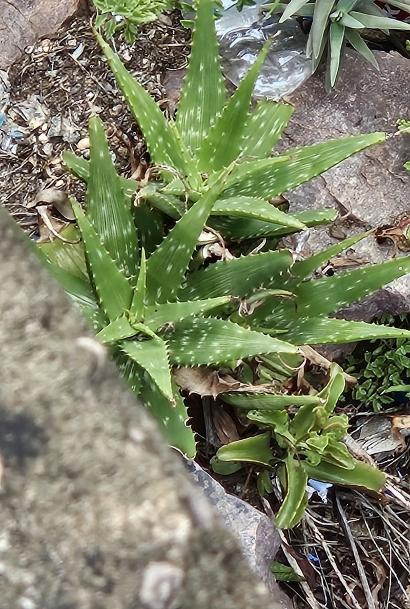 Aloe petrophila photo 4