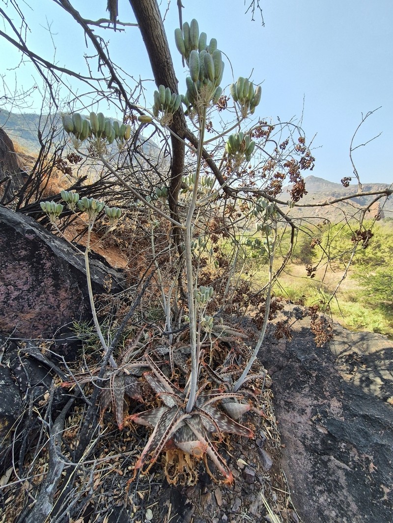 Aloe petrophila photo 5