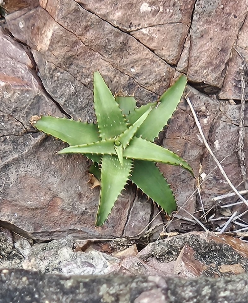 Aloe petrophila photo 6