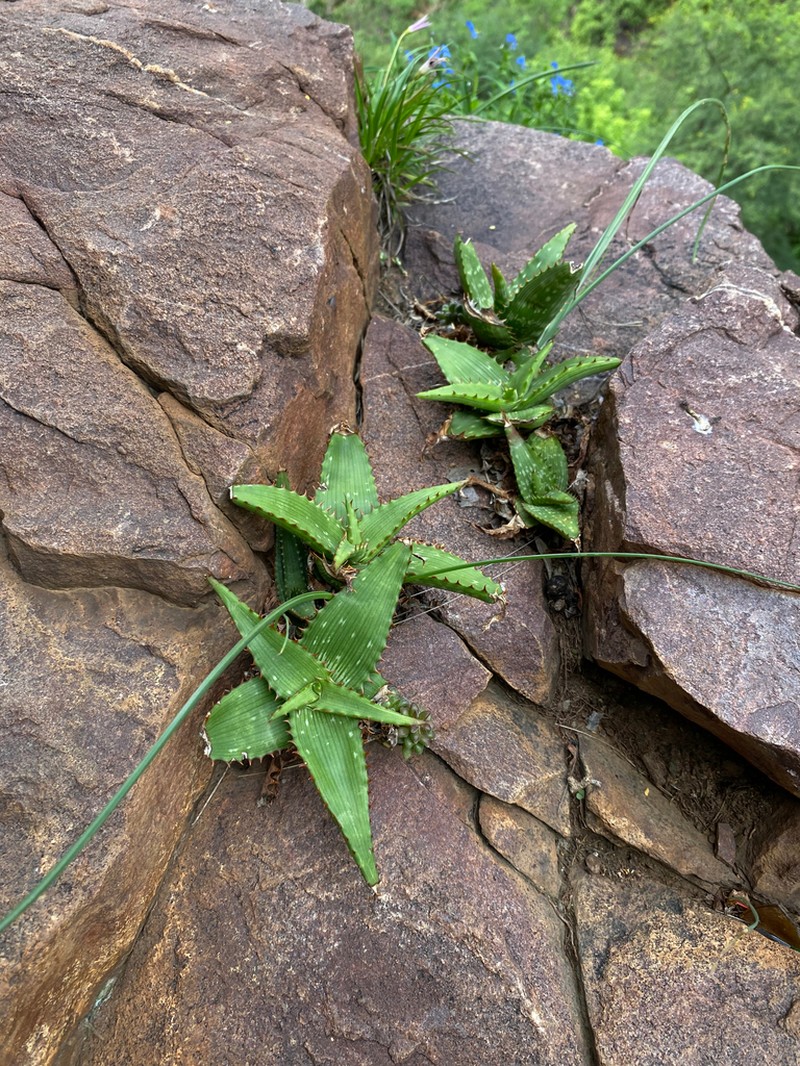 Aloe petrophila photo 7