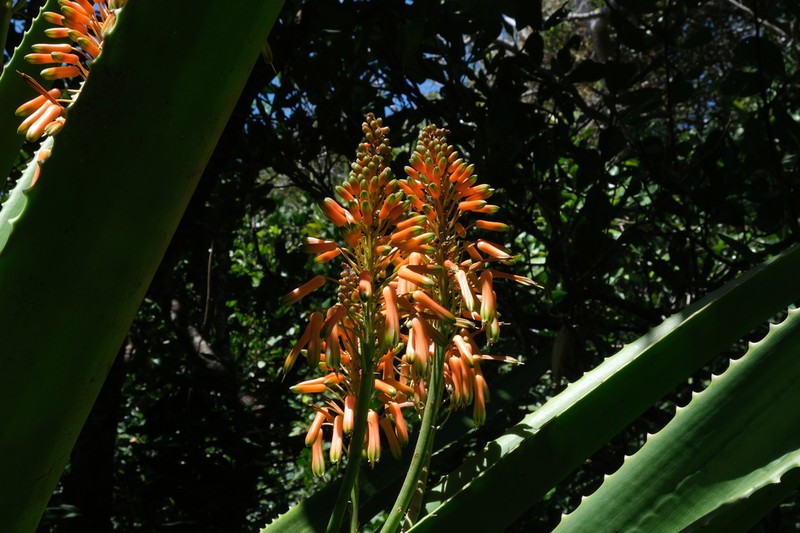 Aloe peyrierasii photo 2