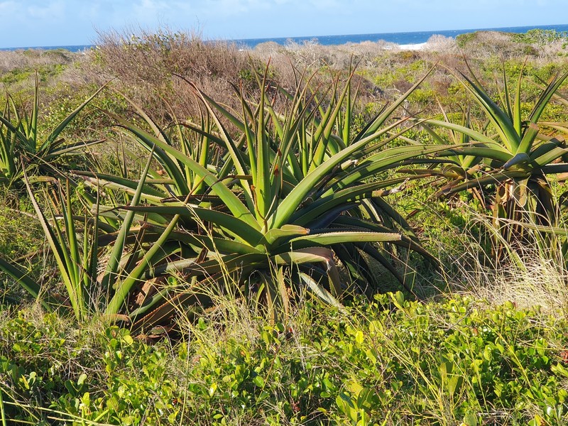 Aloe peyrierasii photo 5