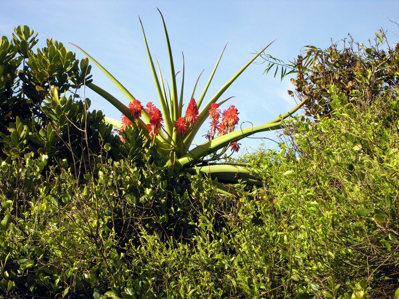 Aloe peyrierasii photo 6
