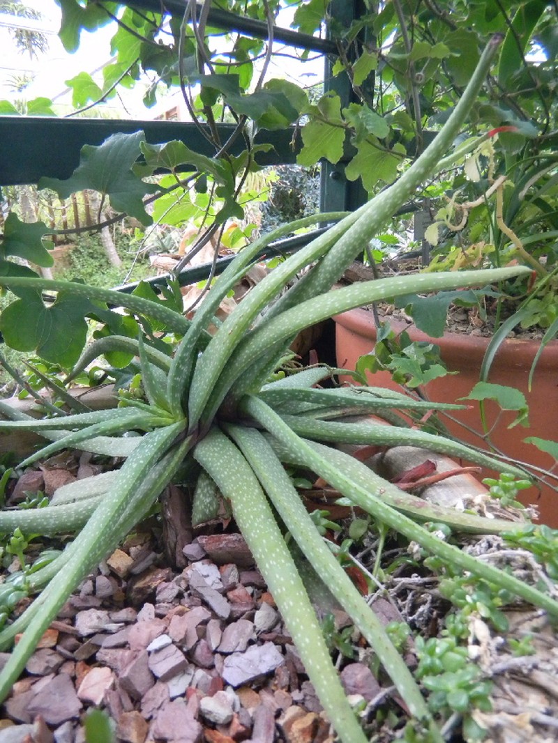Aloe pictifolia