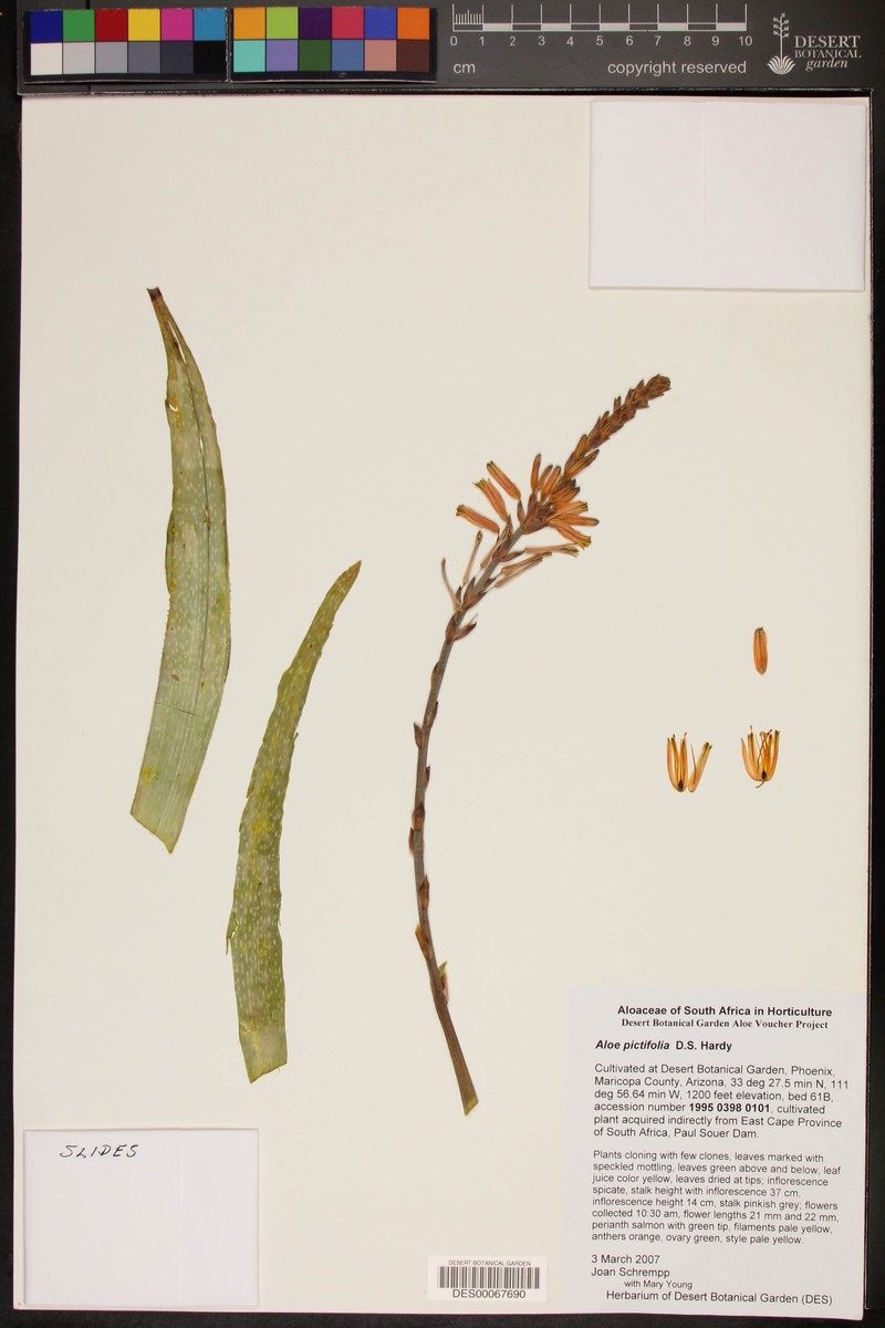 Aloe pictifolia photo 2