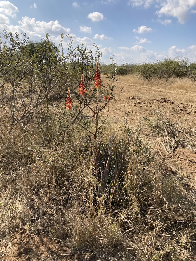Aloe pienaarii
