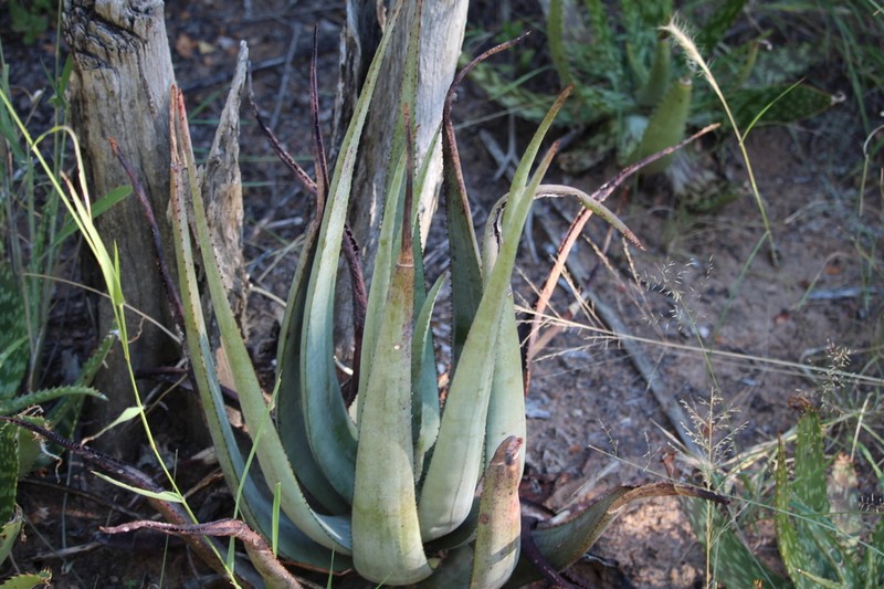 Aloe pienaarii photo 2