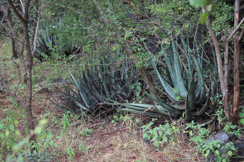 Aloe pienaarii photo 3