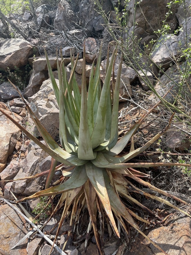 Aloe pienaarii photo 4