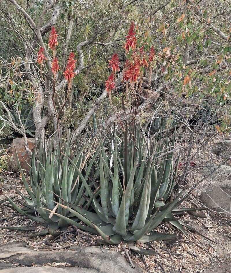 Aloe pienaarii photo 5