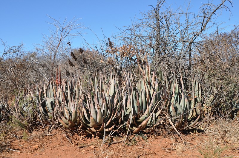 Aloe pienaarii photo 6