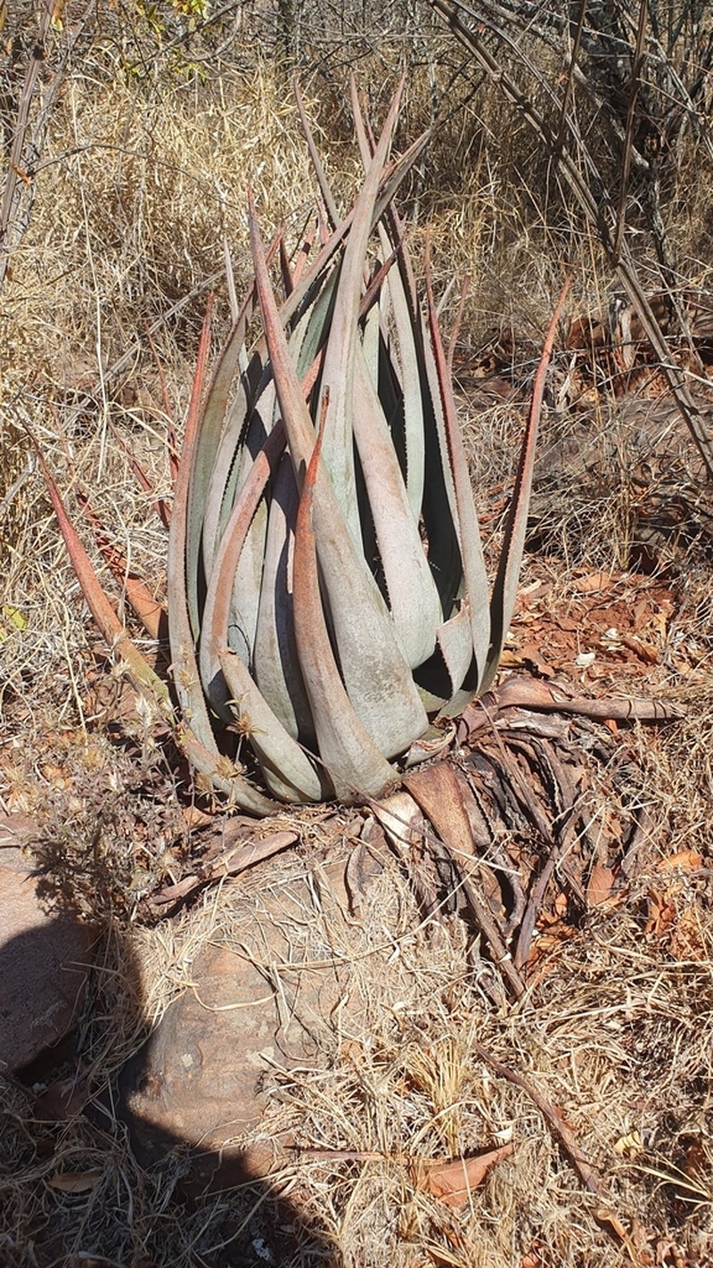 Aloe pienaarii photo 7