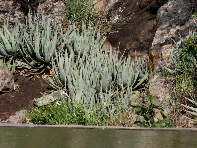 Aloe pienaarii photo 8