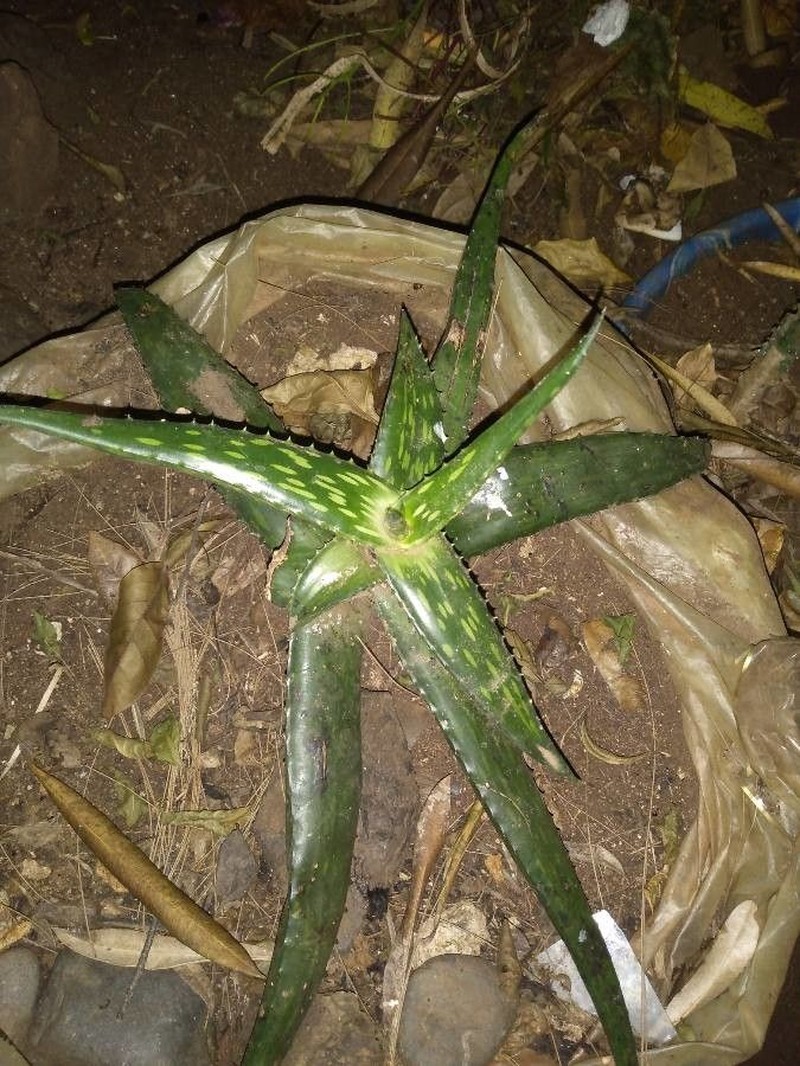 Aloe pirottae photo 2