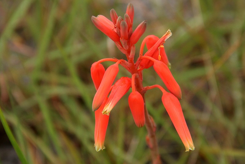 Aloe plowesii photo 2