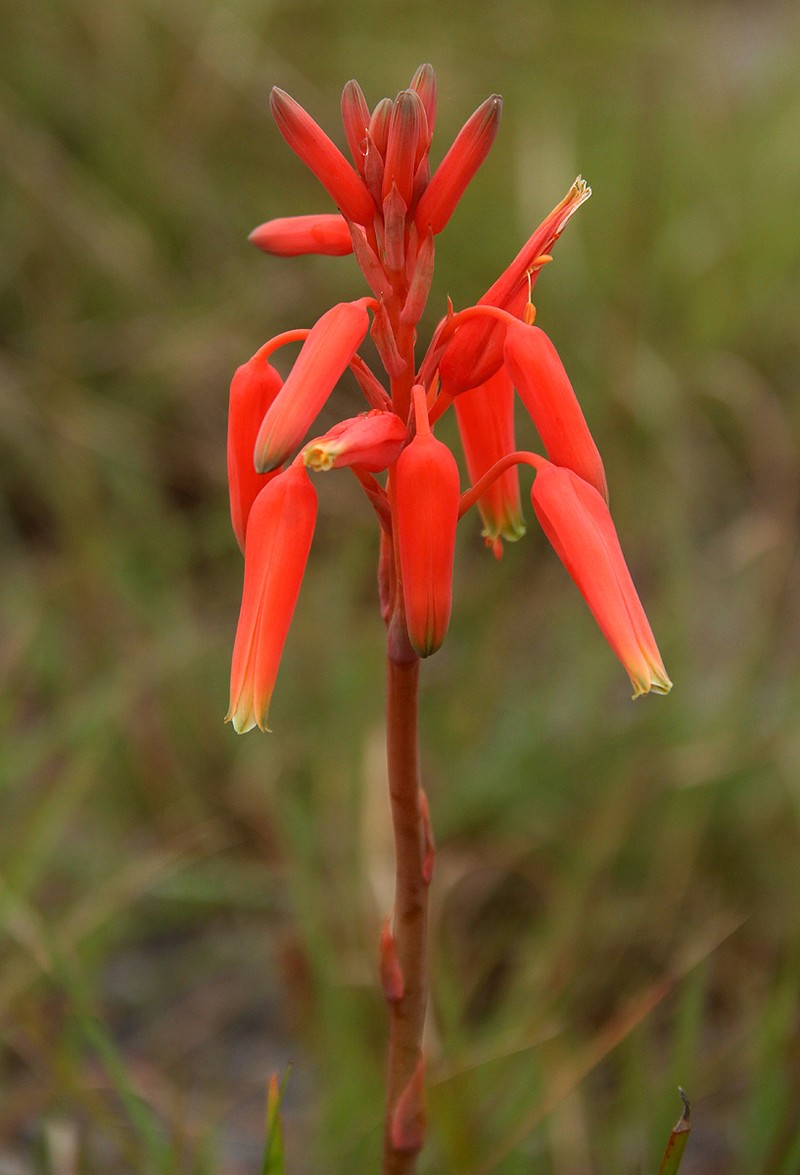 Aloe plowesii photo 3