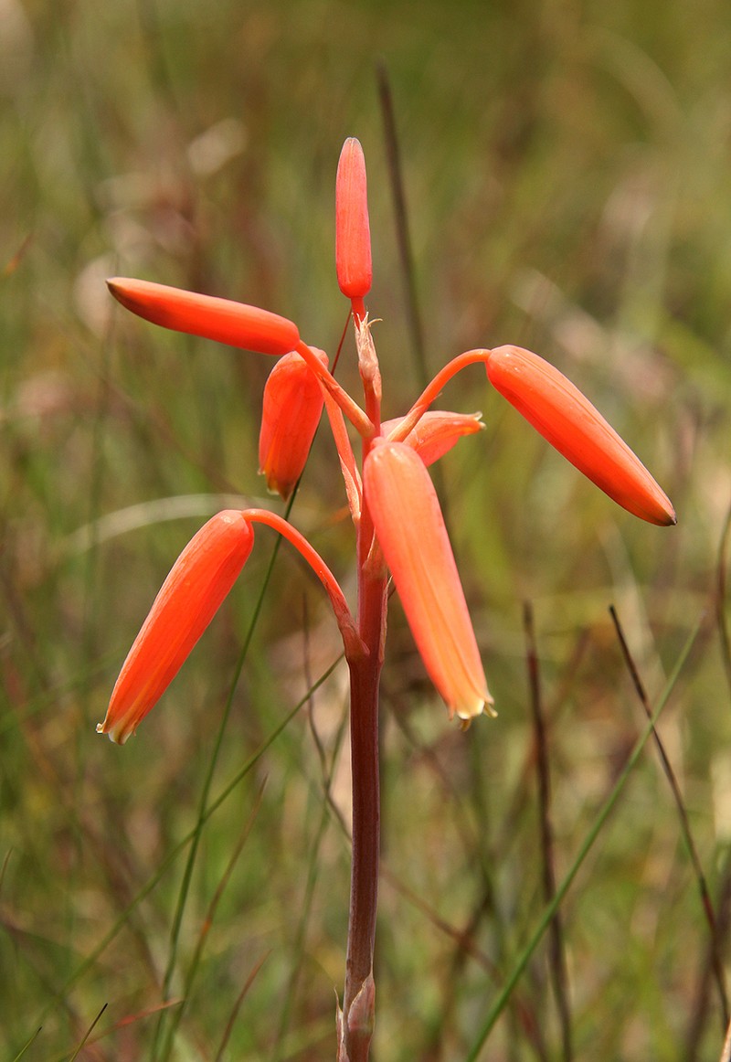 Aloe plowesii photo 4