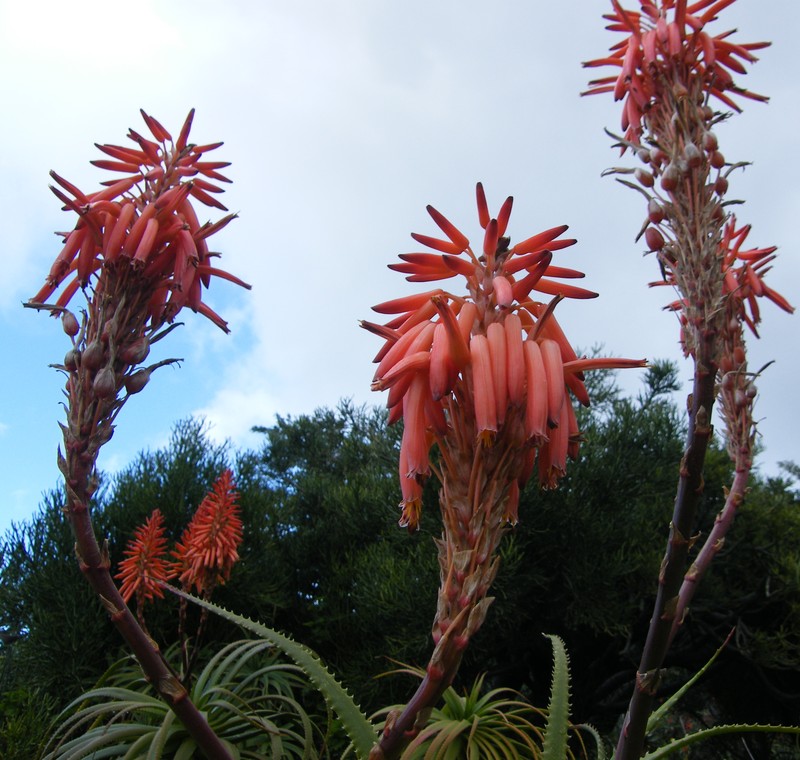Aloe pluridens photo 2