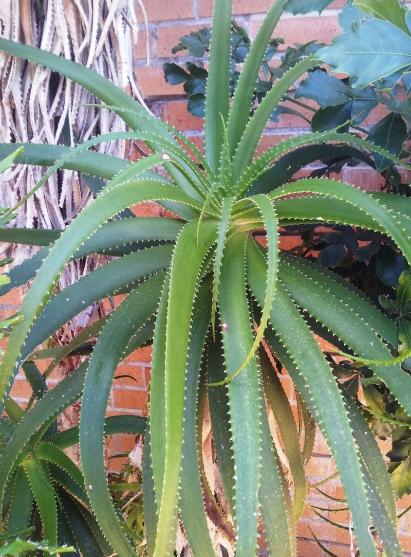 Aloe pluridens photo 3
