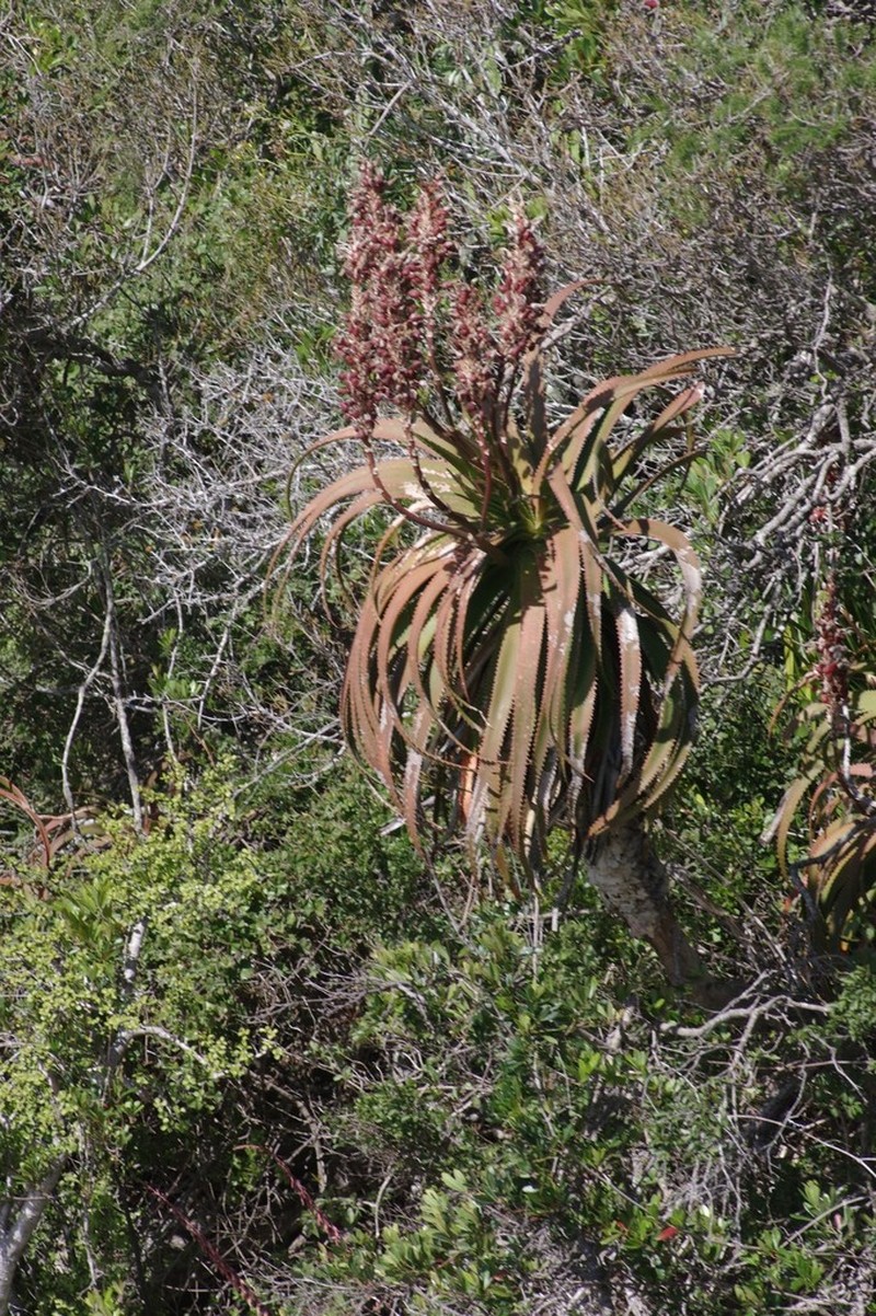 Aloe pluridens photo 5