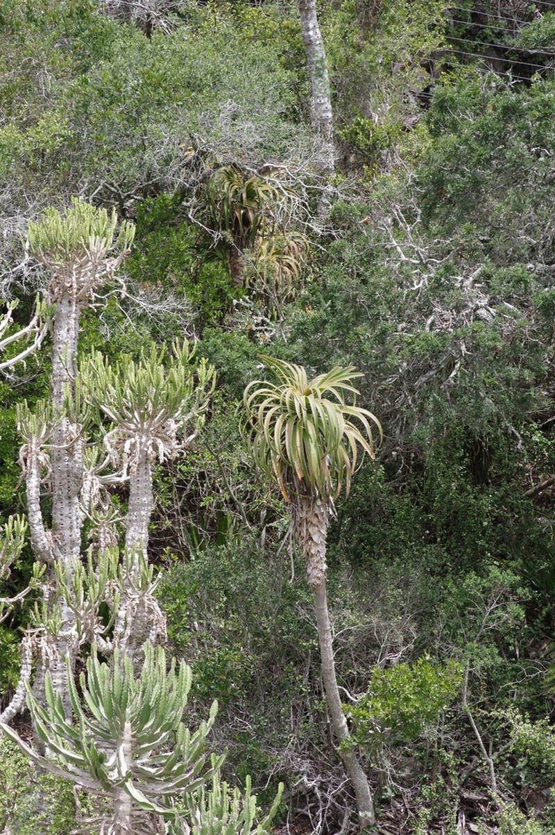 Aloe pluridens photo 6