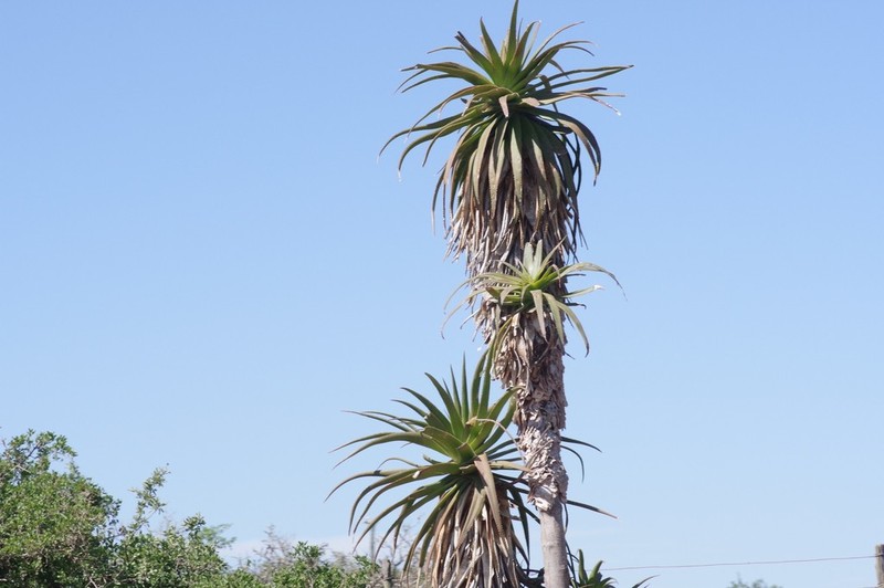 Aloe pluridens photo 7