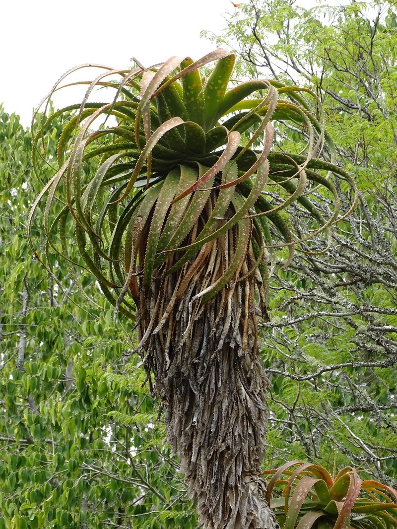 Aloe pluridens photo 8
