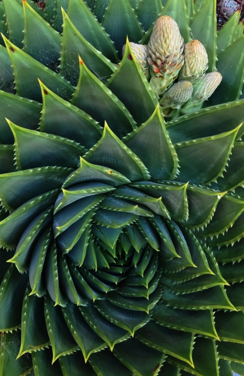 Aloe polyphylla photo 2