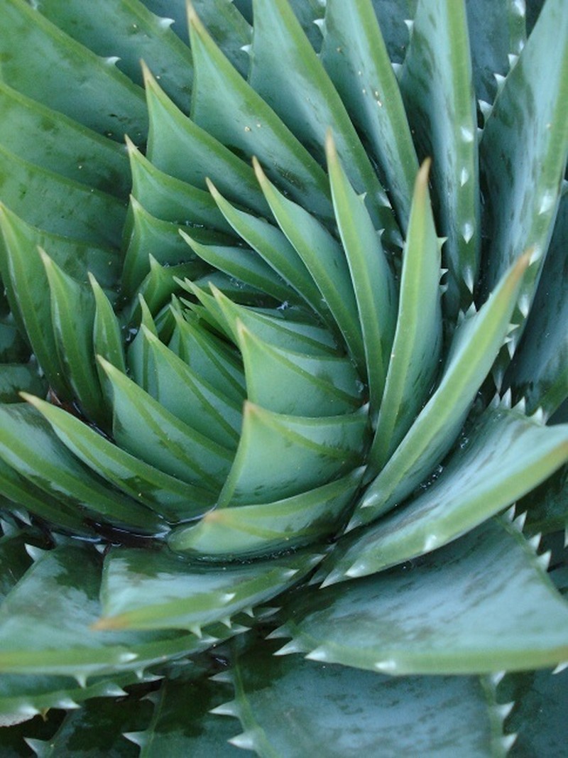 Aloe polyphylla photo 3