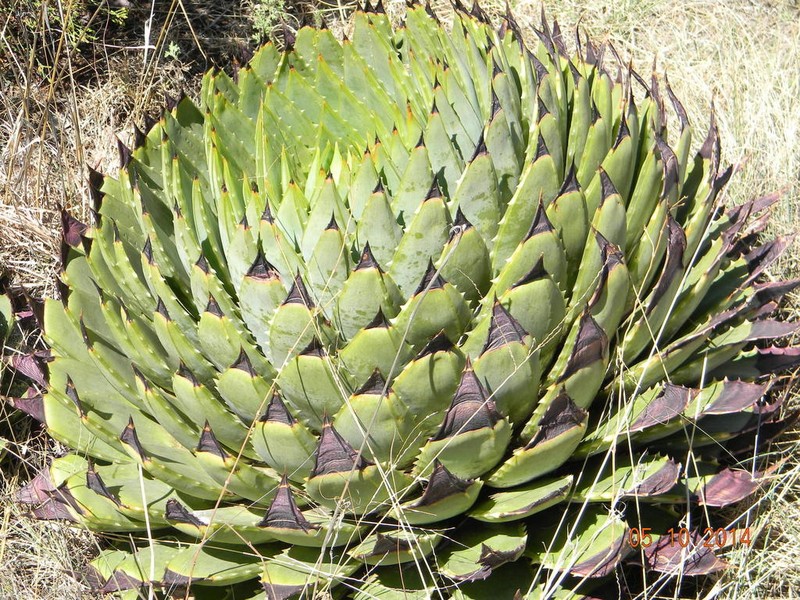 Aloe polyphylla photo 4