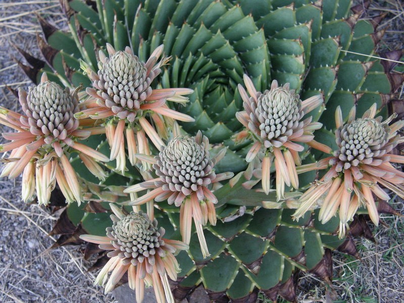 Aloe polyphylla photo 5