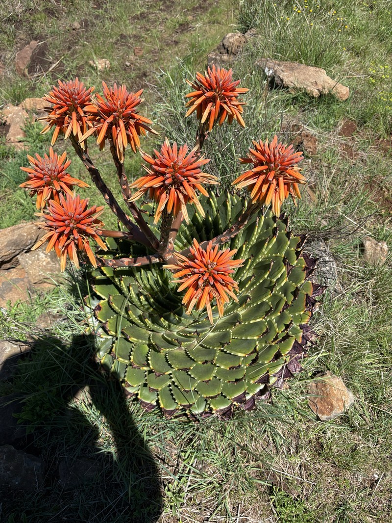 Aloe polyphylla photo 6