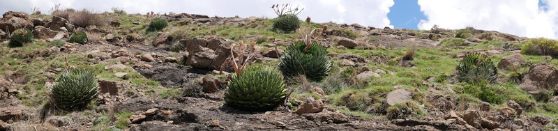 Aloe polyphylla photo 7
